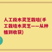 人工段木灵芝栽培(手工栽培木灵芝——从种植到收获)