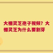 大棚灵芝孢子视频？大棚灵芝为什么要割芽