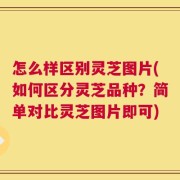 怎么样区别灵芝图片(如何区分灵芝品种？简单对比灵芝图片即可)