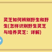 灵芝如何辨别野生和野生(怎样识别野生灵芝与培养灵芝：详解)
