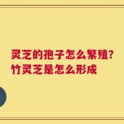 灵芝的孢子怎么繁殖？竹灵芝是怎么形成