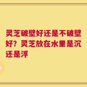 灵芝破壁好还是不破壁好？灵芝放在水里是沉还是浮