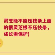 灵芝能不能压枝条上面的根灵芝根不压枝条，成长需保护)