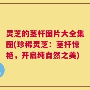 灵芝的茎杆图片大全集图(珍稀灵芝：茎杆惊艳，开启纯自然之美)