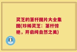 灵芝的茎杆图片大全集图(珍稀灵芝：茎杆惊艳，开启纯自然之美)