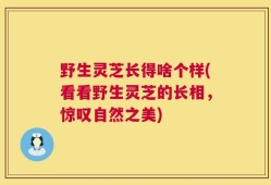 野生灵芝长得啥个样(看看野生灵芝的长相，惊叹自然之美)