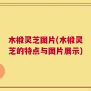 木椴灵芝图片(木椴灵芝的特点与图片展示)