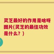 灵芝最好的作用是啥呀图片(灵芝的最佳功效是什么？)
