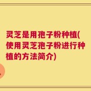 灵芝是用孢子粉种植(使用灵芝孢子粉进行种植的方法简介)
