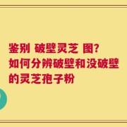 鉴别 破壁灵芝 图？如何分辨破壁和没破壁的灵芝孢子粉