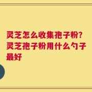 灵芝怎么收集孢子粉？灵芝孢子粉用什么勺子最好
