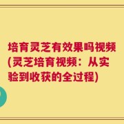 培育灵芝有效果吗视频(灵芝培育视频：从实验到收获的全过程)