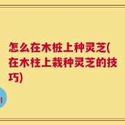 怎么在木桩上种灵芝(在木柱上栽种灵芝的技巧)
