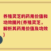 养殖灵芝的药用价值和功效图片(养殖灵芝，解析其药用价值及功效)
