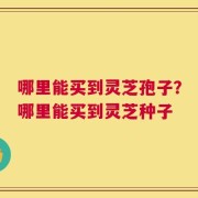 哪里能买到灵芝孢子？哪里能买到灵芝种子