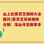 山上捡黑灵芝视频大全图片(黑灵芝采摘视频合辑：深山寻宝趣事多)