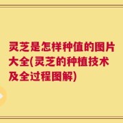 灵芝是怎样种值的图片大全(灵芝的种植技术及全过程图解)