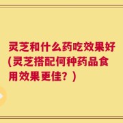 灵芝和什么药吃效果好(灵芝搭配何种药品食用效果更佳？)