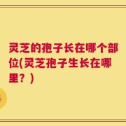 灵芝的孢子长在哪个部位(灵芝孢子生长在哪里？)
