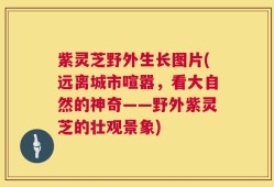 紫灵芝野外生长图片(远离城市喧嚣，看大自然的神奇——野外紫灵芝的壮观景象)