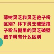 薄树灵芝和灵芝孢子粉区别？林下灵芝破壁孢子粉与棚里的灵芝破壁孢子粉有什么区别