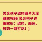 灵芝孢子结构图片大全图解视频(灵芝孢子详细解析：结构、颜色、形态一网打尽！)