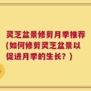 灵芝盆景修剪月季推荐(如何修剪灵芝盆景以促进月季的生长？)