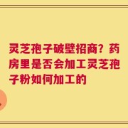 灵芝孢子破壁招商？药房里是否会加工灵芝孢子粉如何加工的