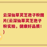 云深仙草灵芝孢子粉图片(云深仙草灵芝孢子粉实拍，健康好品质！)