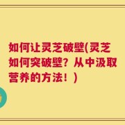 如何让灵芝破壁(灵芝如何突破壁？从中汲取营养的方法！)