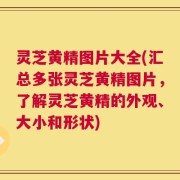 灵芝黄精图片大全(汇总多张灵芝黄精图片，了解灵芝黄精的外观、大小和形状)