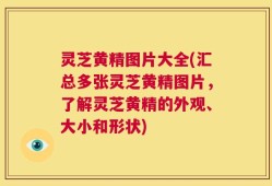 灵芝黄精图片大全(汇总多张灵芝黄精图片，了解灵芝黄精的外观、大小和形状)