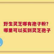 野生灵芝哪有孢子粉？哪里可以买到灵芝孢子