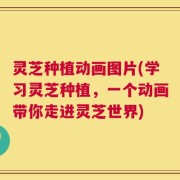 灵芝种植动画图片(学习灵芝种植，一个动画带你走进灵芝世界)