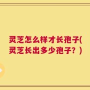 灵芝怎么样才长孢子(灵芝长出多少孢子？)
