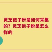 灵芝孢子粉是如何采集的？灵芝孢子粉是怎么样的