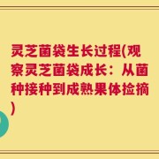 灵芝菌袋生长过程(观察灵芝菌袋成长：从菌种接种到成熟果体捡摘)