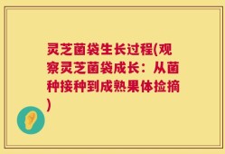 灵芝菌袋生长过程(观察灵芝菌袋成长：从菌种接种到成熟果体捡摘)