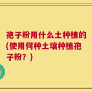 孢子粉用什么土种植的(使用何种土壤种植孢子粉？)