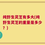 纯野生灵芝有多大(纯野生灵芝的重量是多少？)