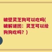 破壁灵芝狗可以吃吗(破解谜团：灵芝可以给狗狗吃吗？)