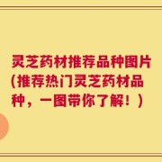 灵芝药材推荐品种图片(推荐热门灵芝药材品种，一图带你了解！)