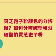 灵芝孢子粉颜色的分辨图？如何分辨破壁和没破壁的灵芝孢子粉