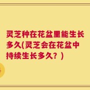 灵芝种在花盆里能生长多久(灵芝会在花盆中持续生长多久？)