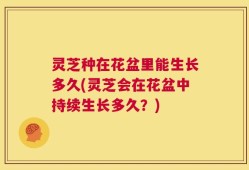 灵芝种在花盆里能生长多久(灵芝会在花盆中持续生长多久？)