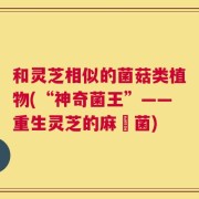 和灵芝相似的菌菇类植物(“神奇菌王”——重生灵芝的麻糬菌)