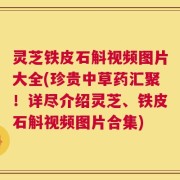 灵芝铁皮石斛视频图片大全(珍贵中草药汇聚！详尽介绍灵芝、铁皮石斛视频图片合集)