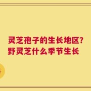 灵芝孢子的生长地区？野灵芝什么季节生长