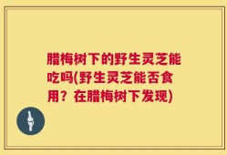 腊梅树下的野生灵芝能吃吗(野生灵芝能否食用？在腊梅树下发现)