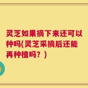 灵芝如果摘下来还可以种吗(灵芝采摘后还能再种植吗？)
